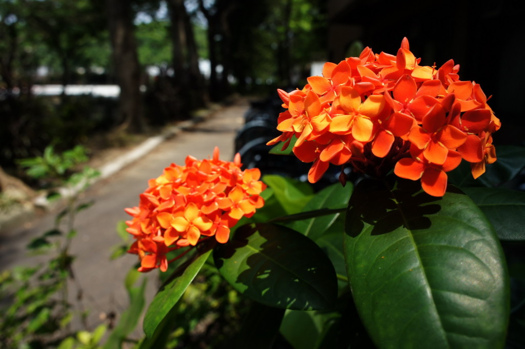 SONY DSC