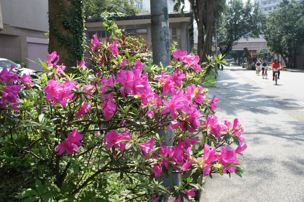 SONY DSC